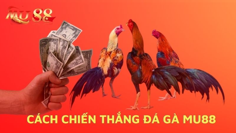 Cách chiến thắng khi chơi đá gà