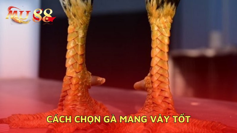 Cách chọn gà mang vảy tốt