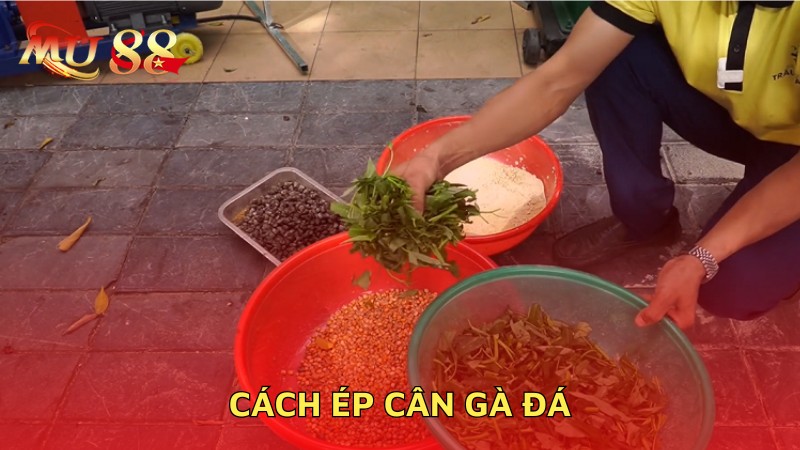 Cách ép cân gà đá