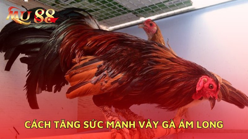 Cách tăng sức mạnh gà ám long