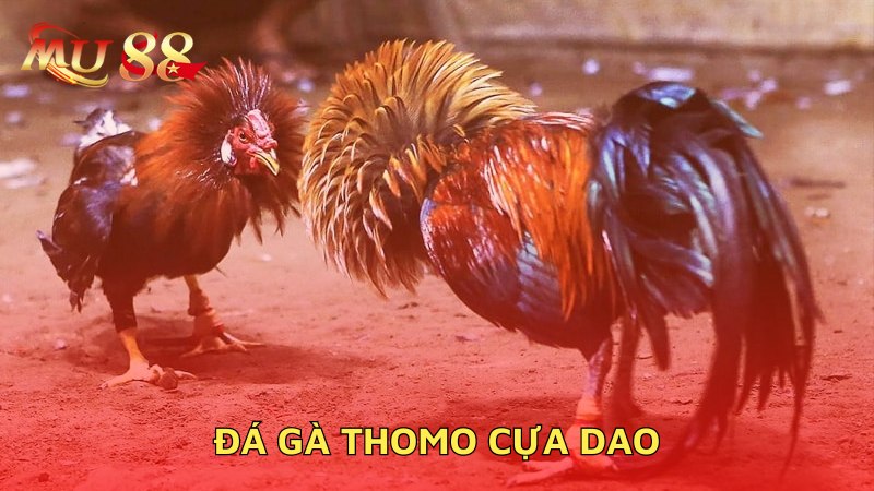 Đá gà Thomo cựa dao 