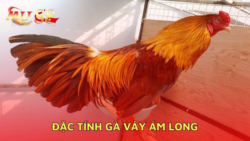 Đặc tính gà ám long 