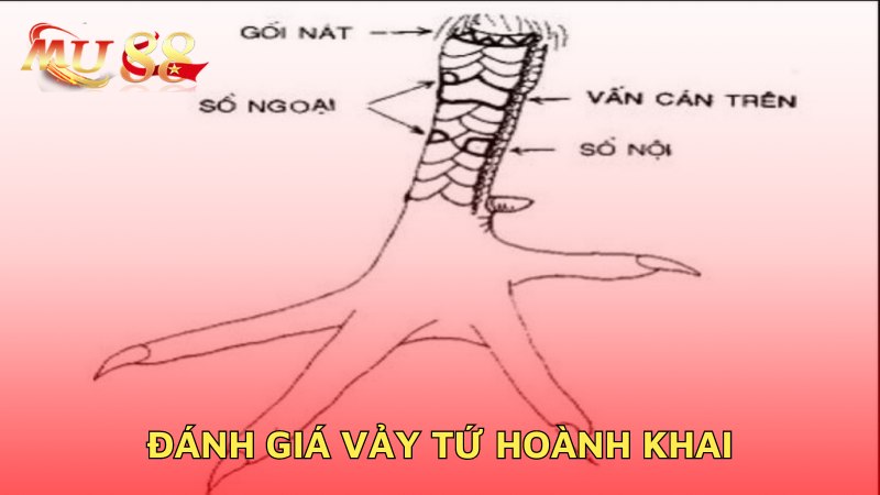 Đánh giá vảy tứ hoành khai