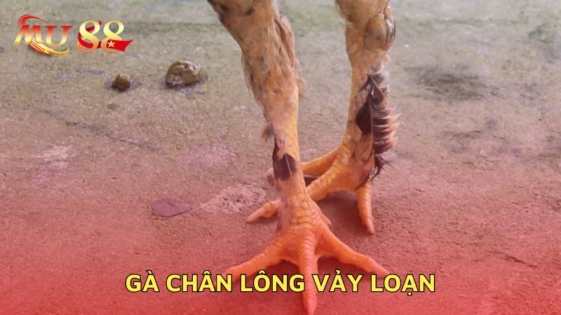 Gà chân lông vảy loạn