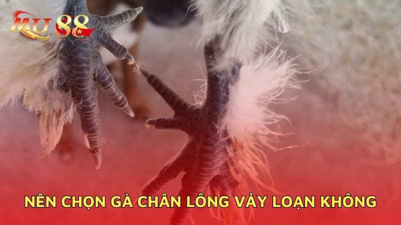 Nên chọn gà lông vảy loạn không?