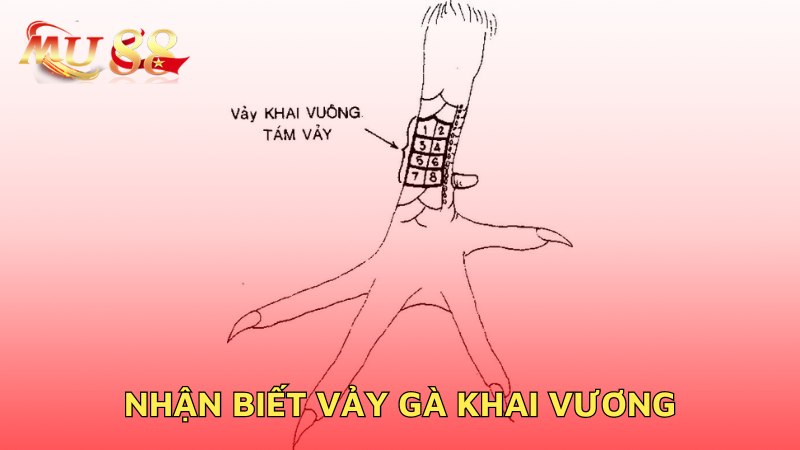 Nhận biết gà khai vương